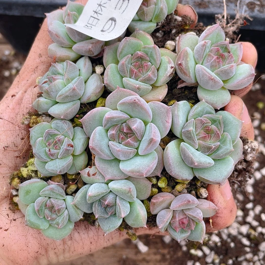 多肉植物多肉植物931