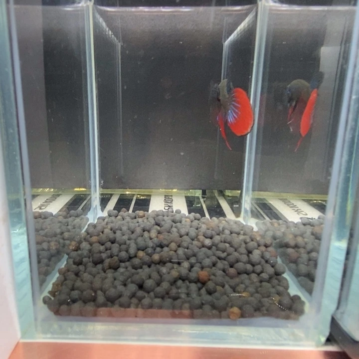 斗鱼泰国斗鱼579号