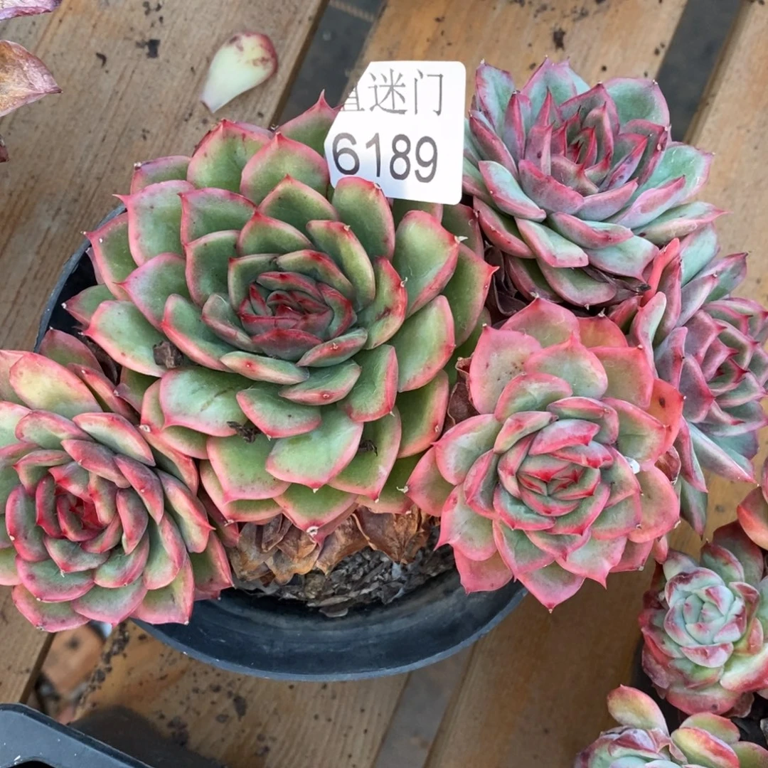 汤***圆杂交精品多肉6189~13厘米