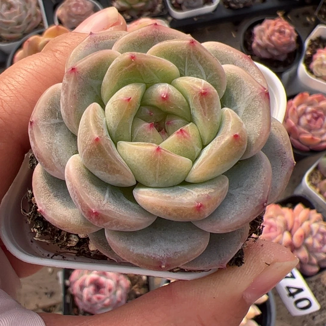 746 多肉植物组合盆栽