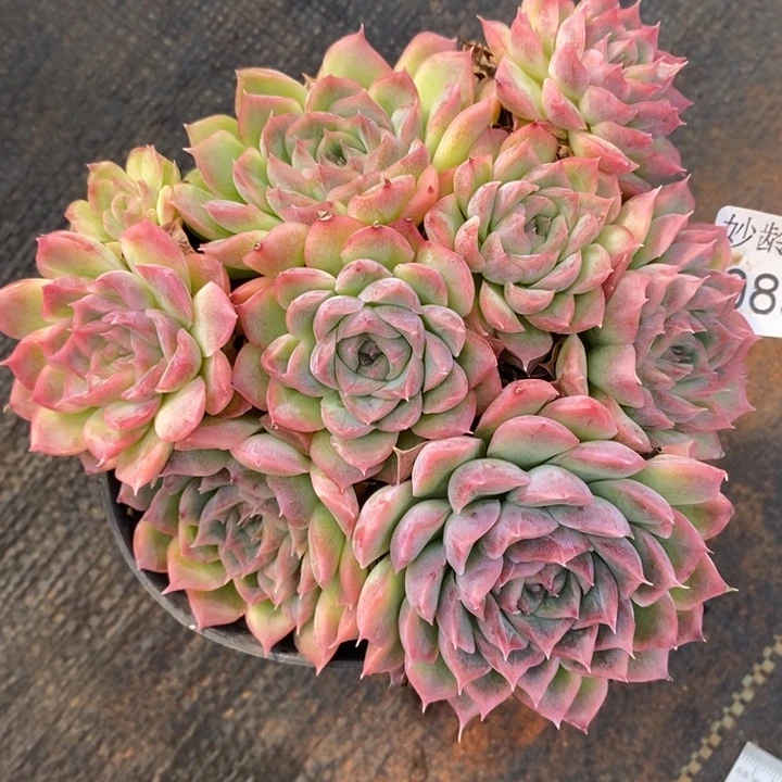 896杂交老桩～12厘米