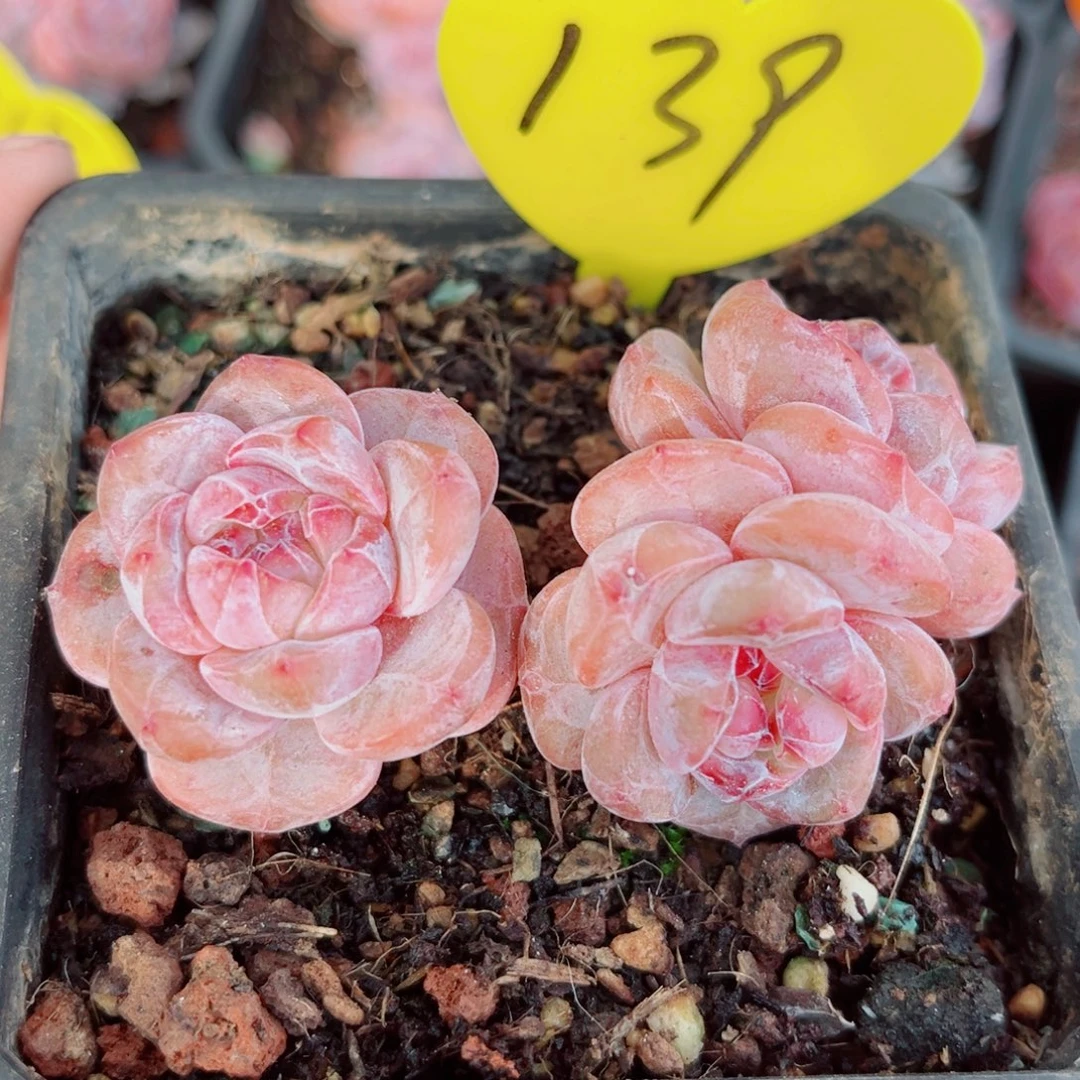 139号小老桩石榴籽星影群