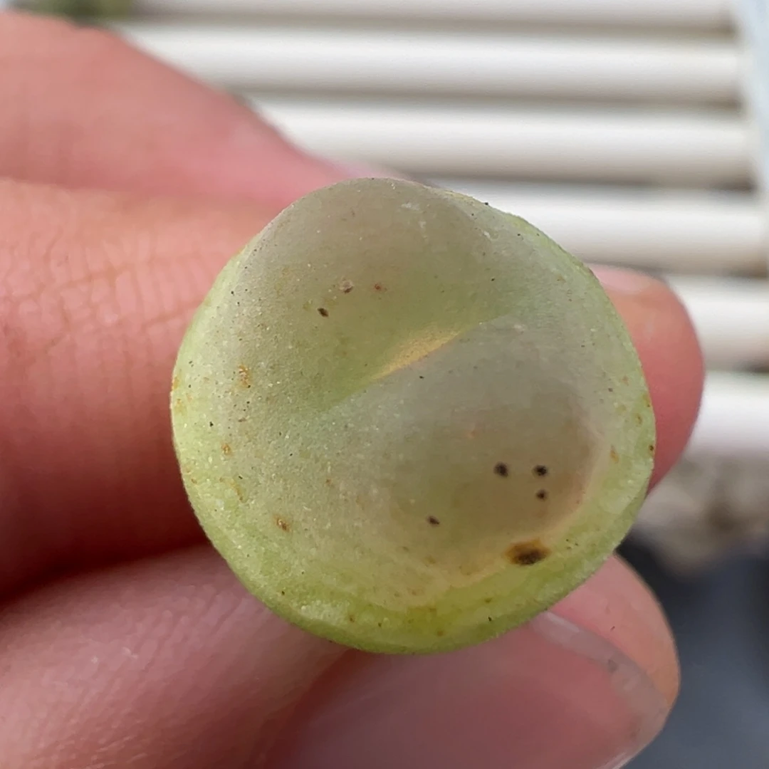 12.13好看的多肉脱土发货938