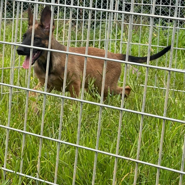 三个月马犬工作犬护卫犬