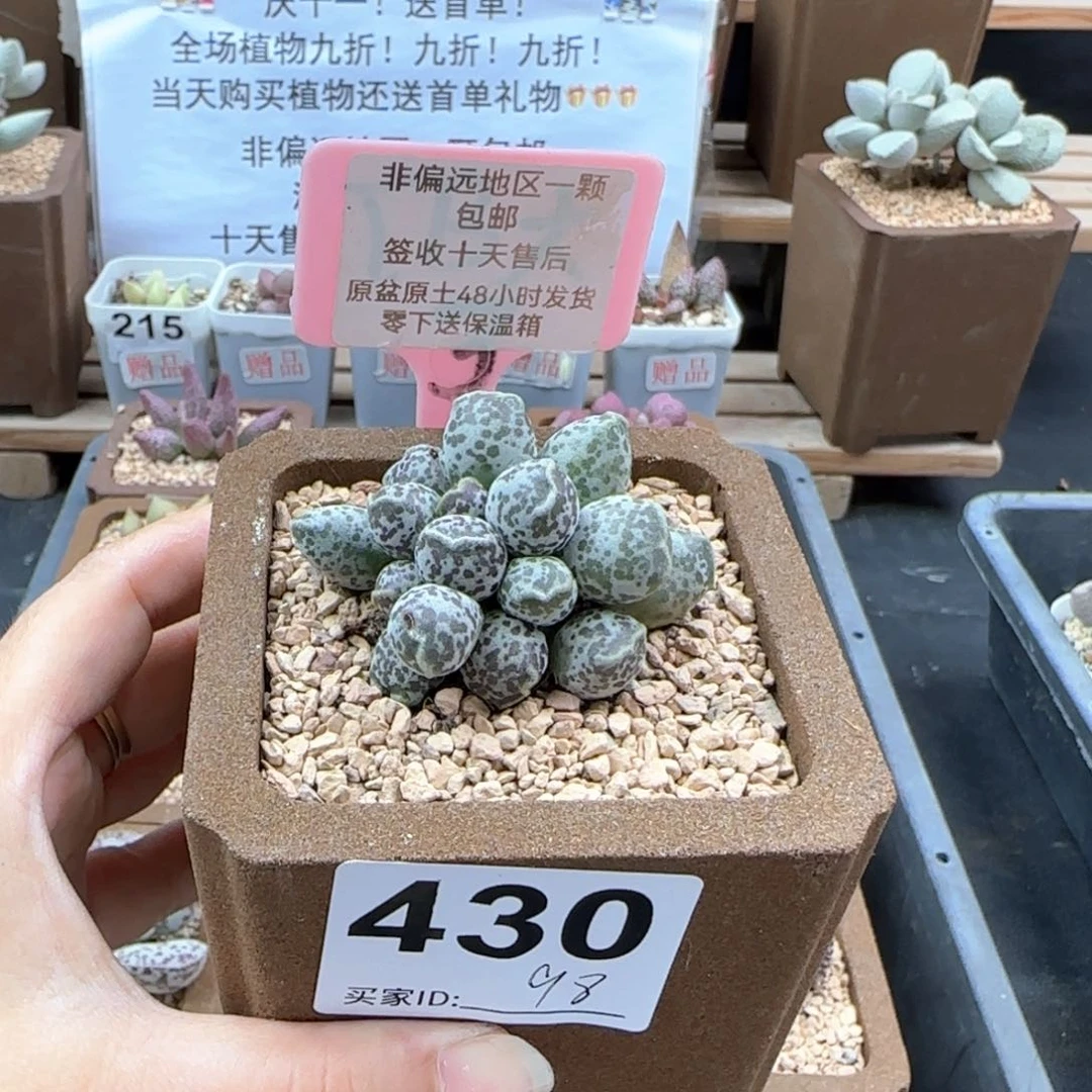 430达摩海报多肉植物