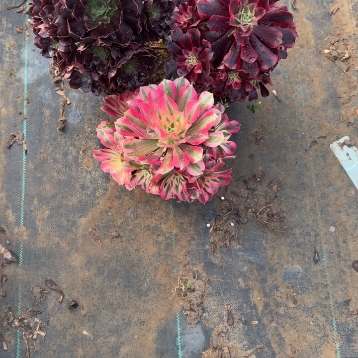 一单包邮不包侧枝82