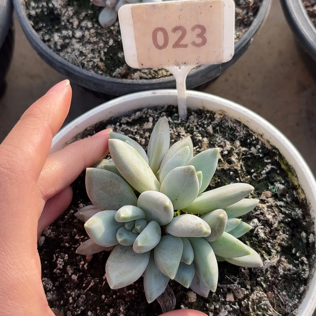 波光999999999999999