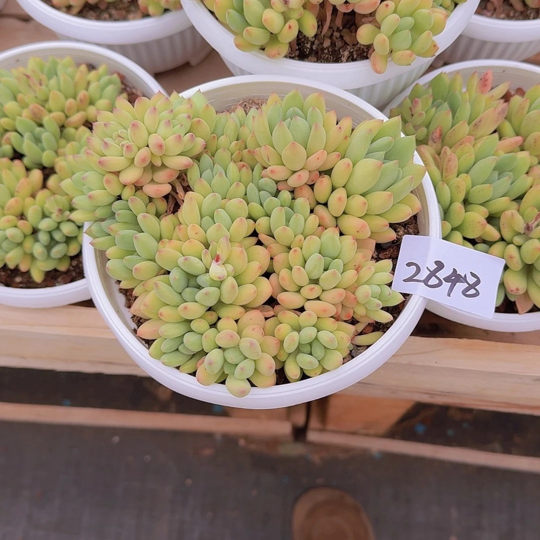 来****张2848杂交多肉植物