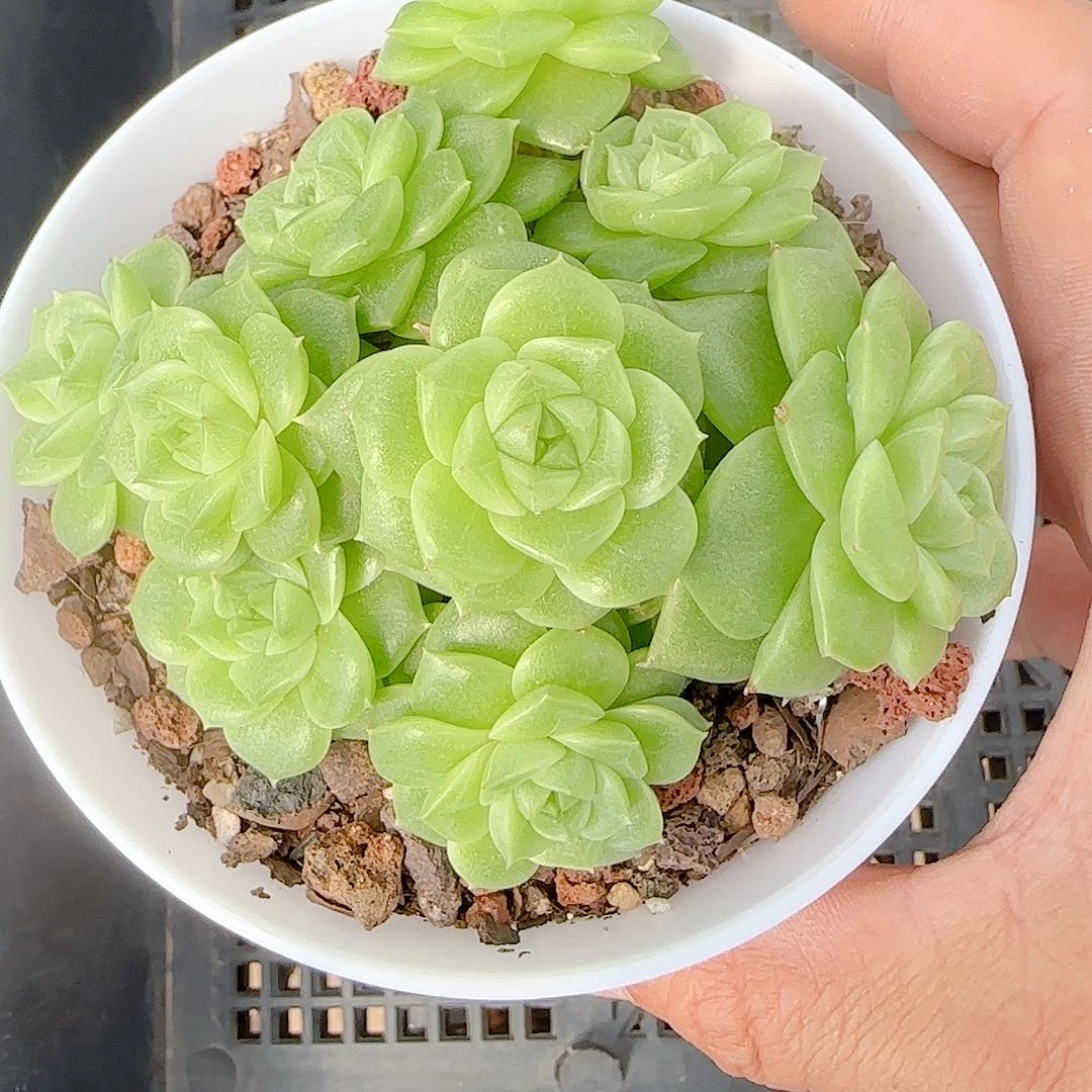 修***远【闪购商品】1003-64（ht-10）