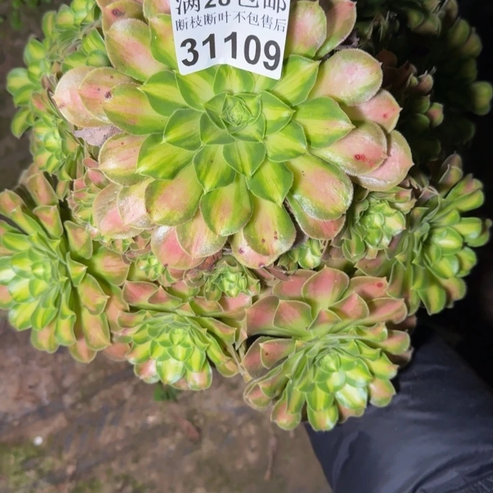 归***꧞31109韶华多肉植物