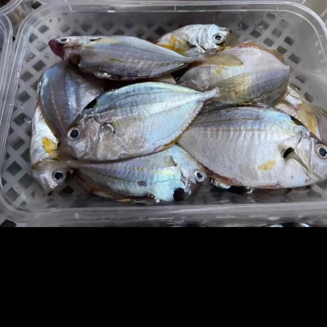 深圳渔人码头优质深海油立鱼 深圳顺丰同城当日达