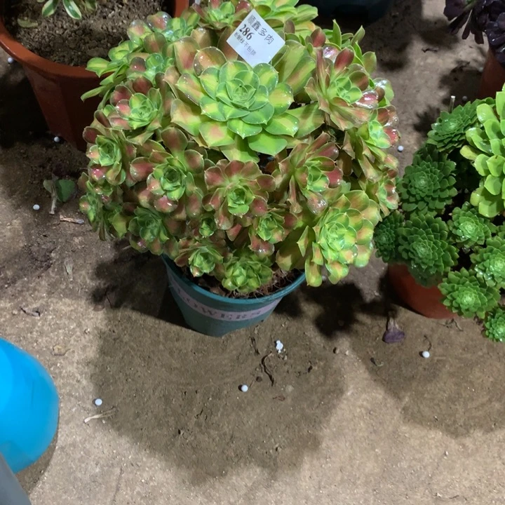 286韶华多肉植物特价