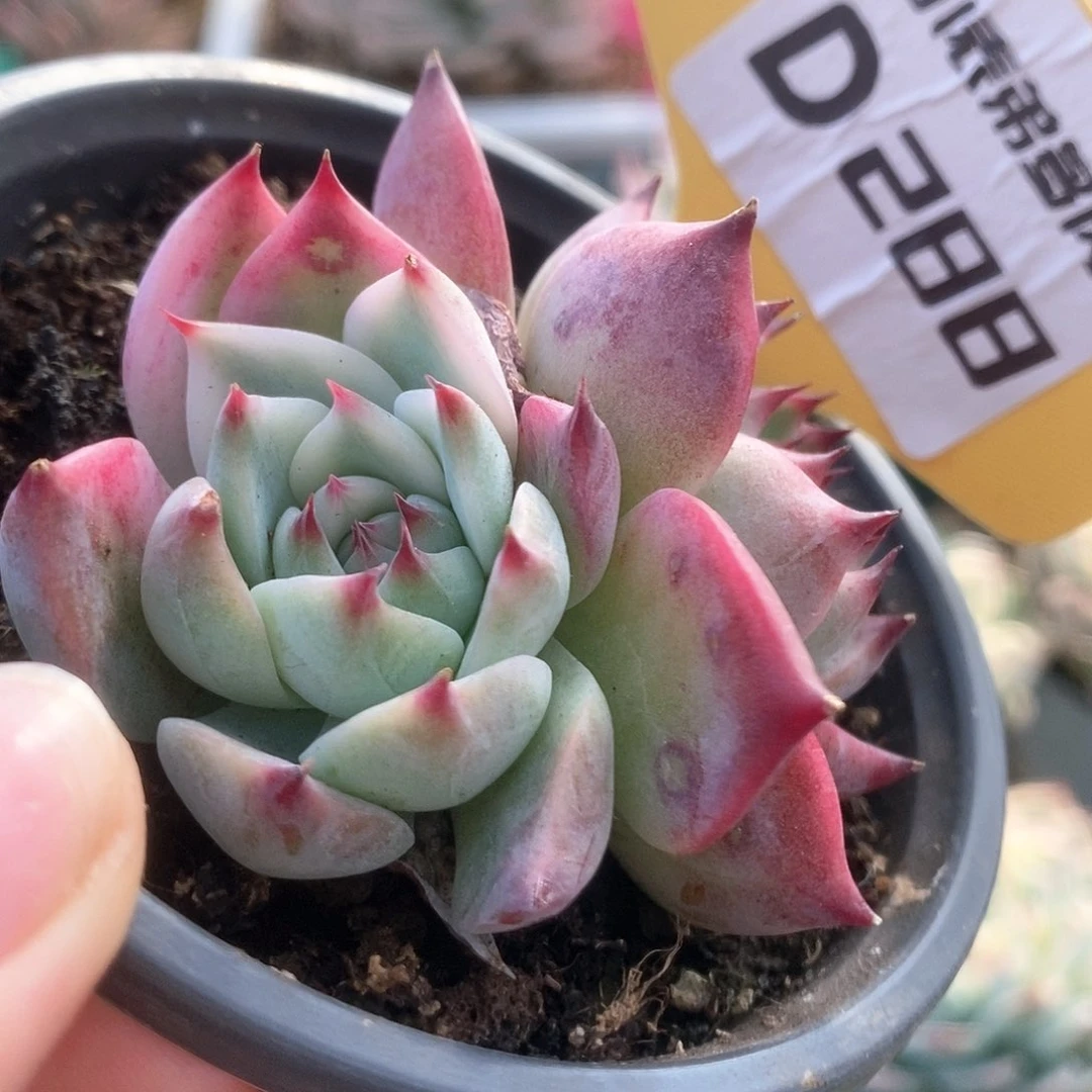 288锦锦锦锦锦锦锦锦