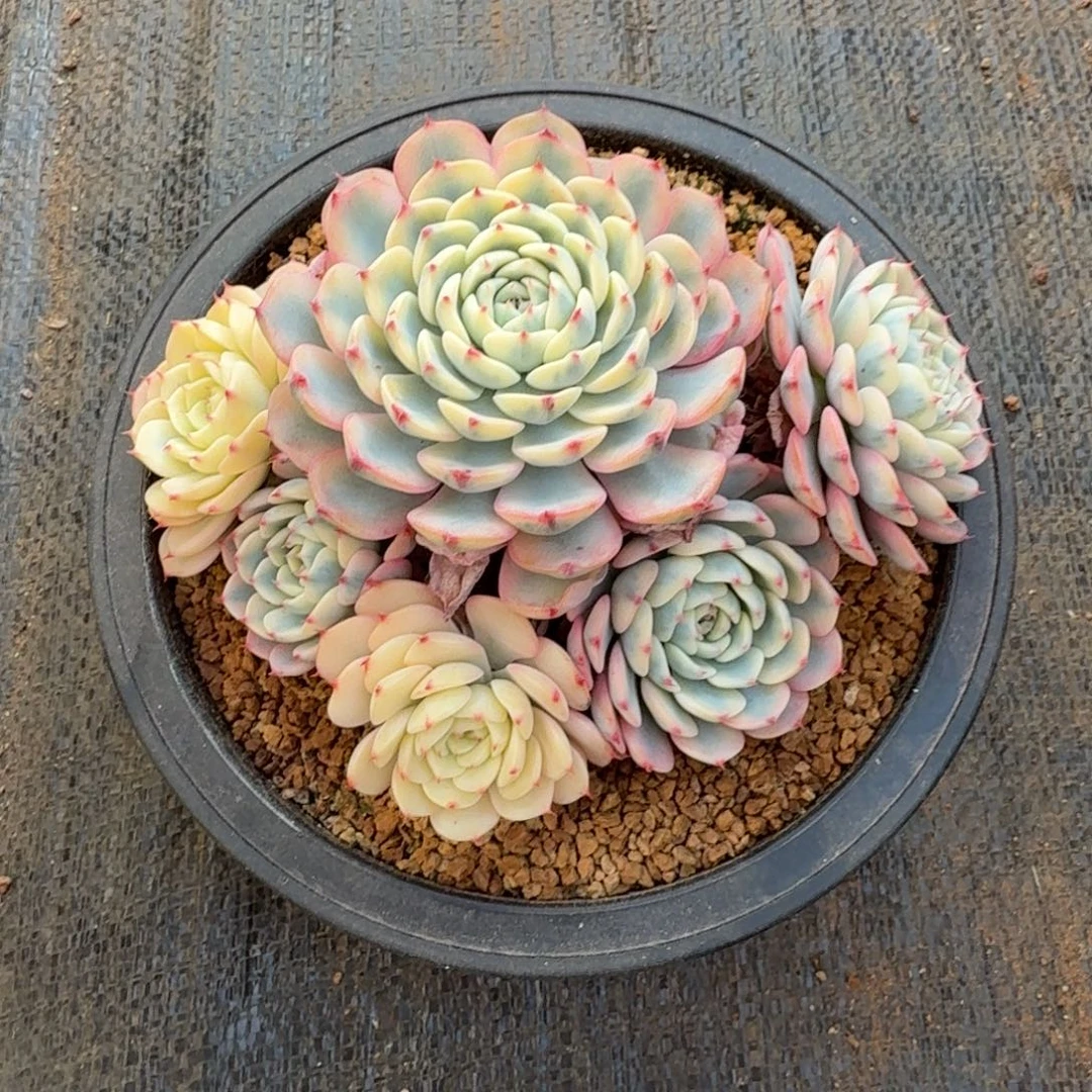 姬莲锦锦上园艺一物一拍