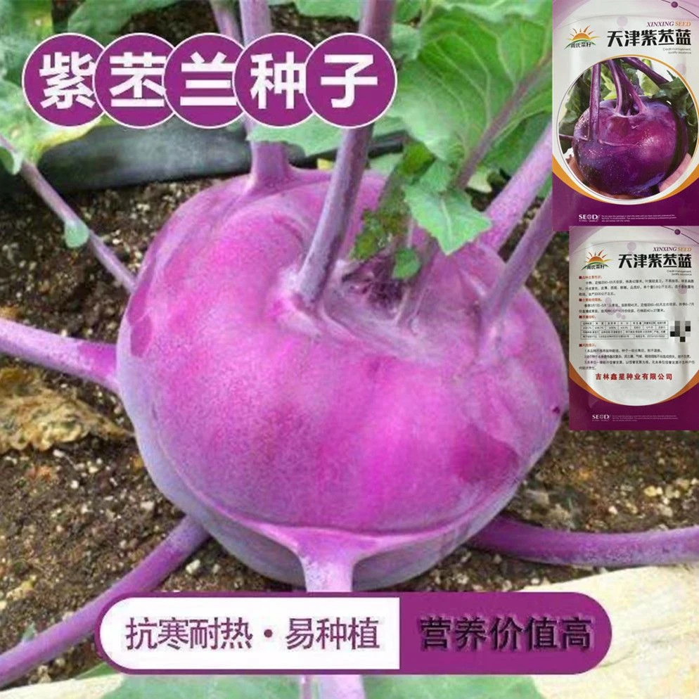 紫苤蓝蔬菜种子四季蔬菜春秋季种植丕兰芥菜大圆果好吃水果紫苤蓝