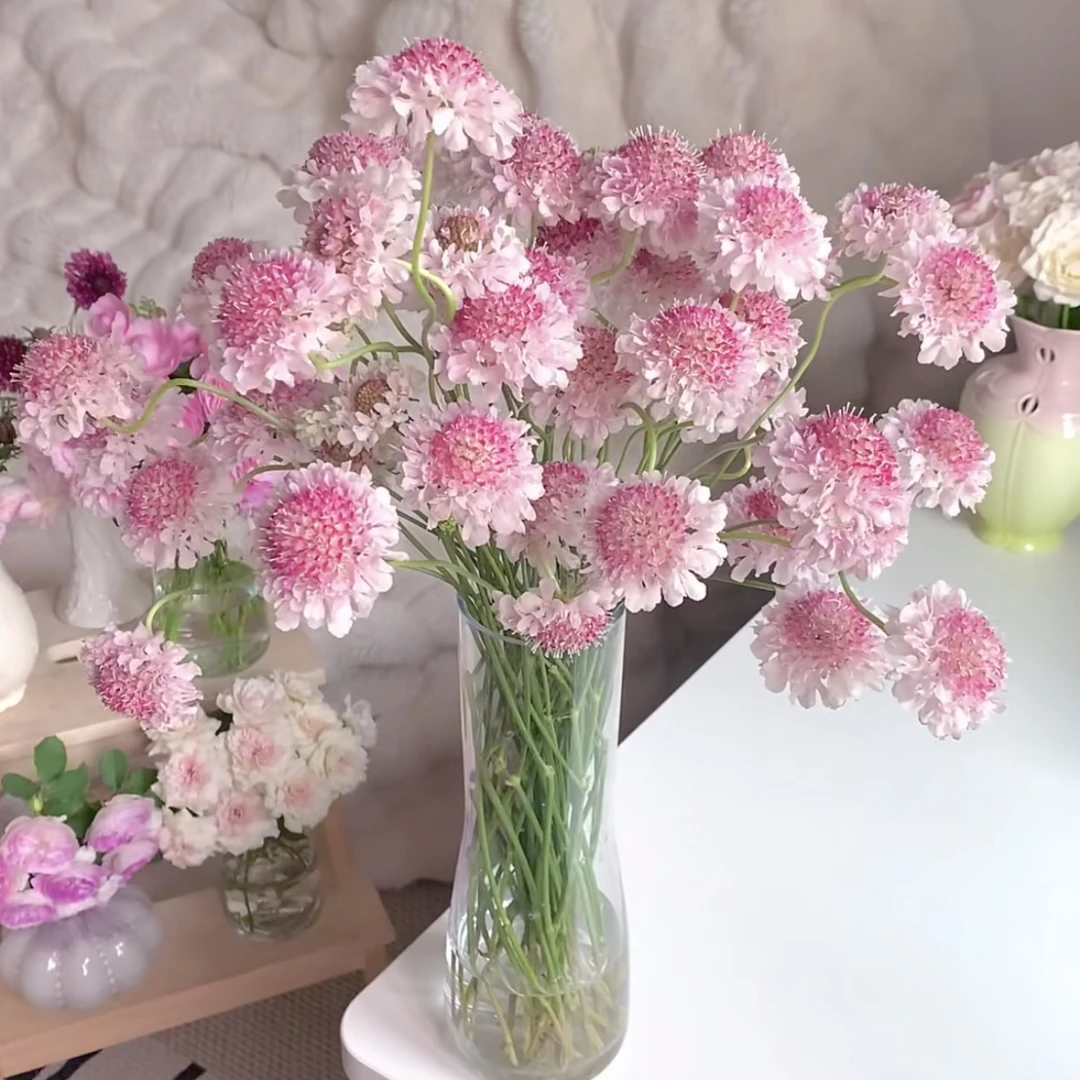 松虫草鲜切水培草花家庭插花