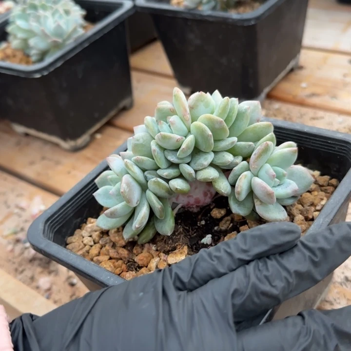 橘*姐10厘米左右一物一拍的