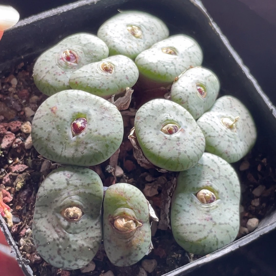 7方安贞大群特价～15