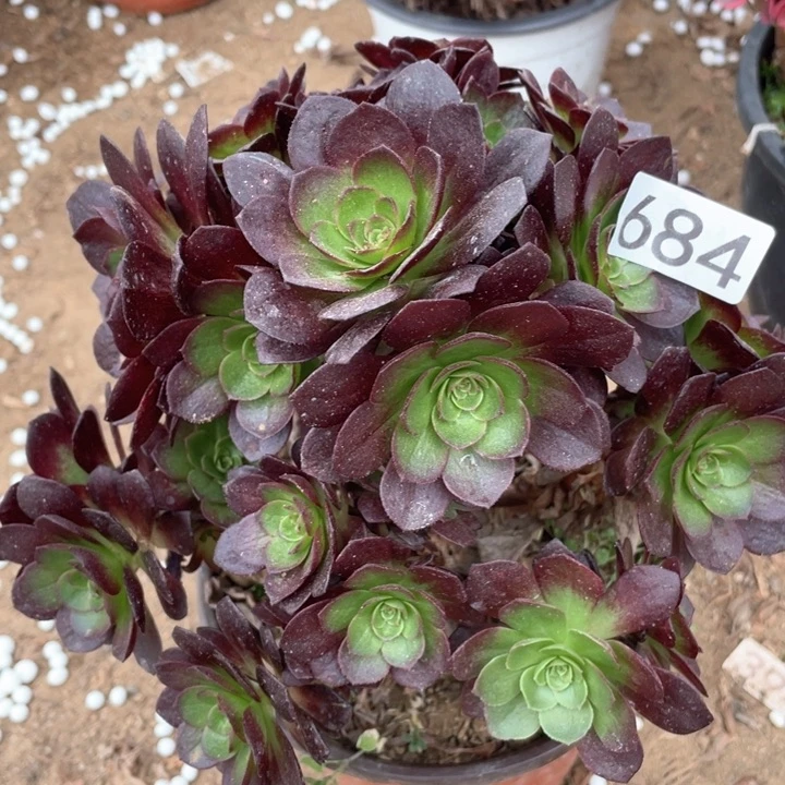 684多肉植物赤焰莲有砍