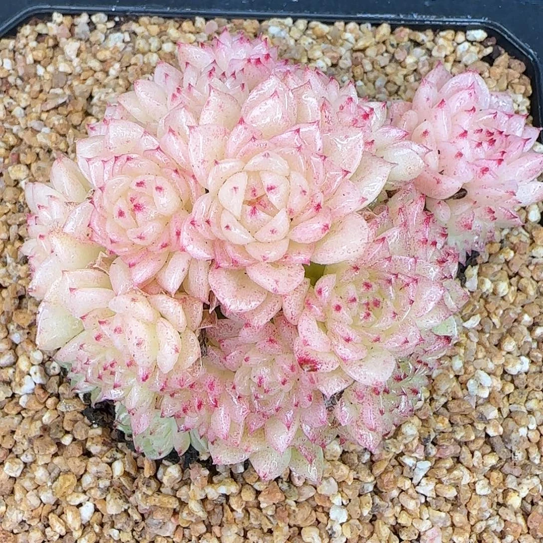 从前慢甄选多肉编号香特麦秆