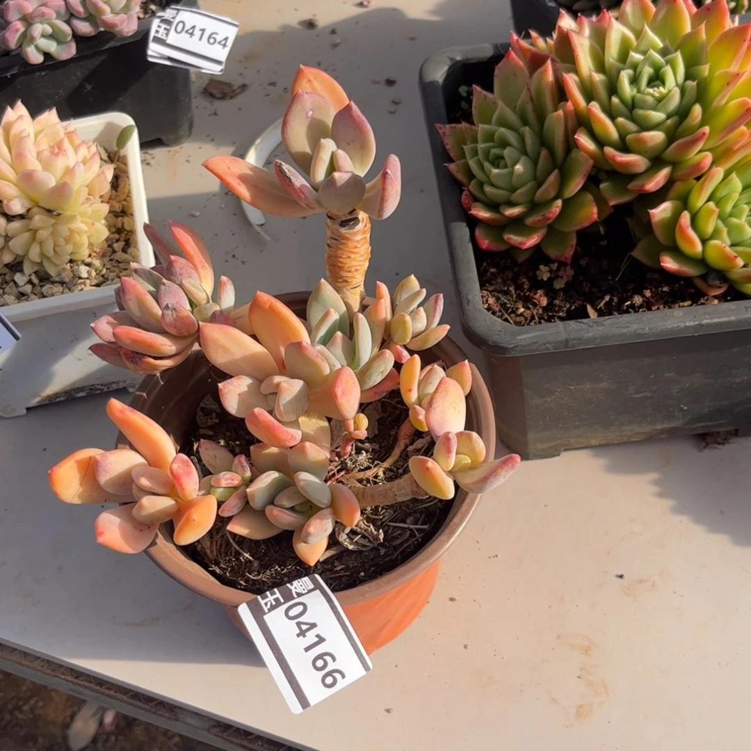 海洋之心多肉植物04166