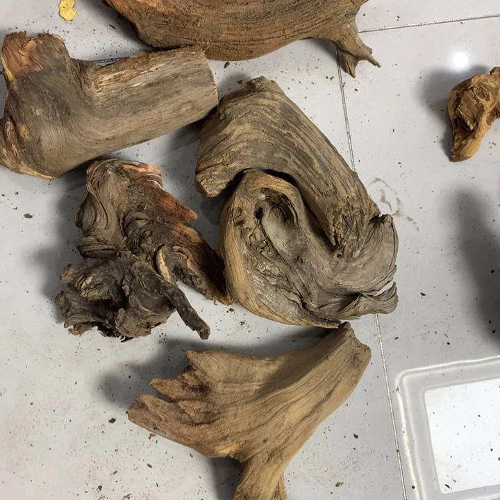 平***哥无花朵今天在晚上看到我