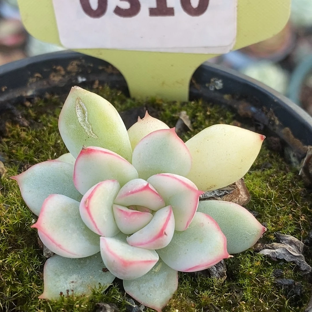 310荷花哈哈哈哈哈哈哈