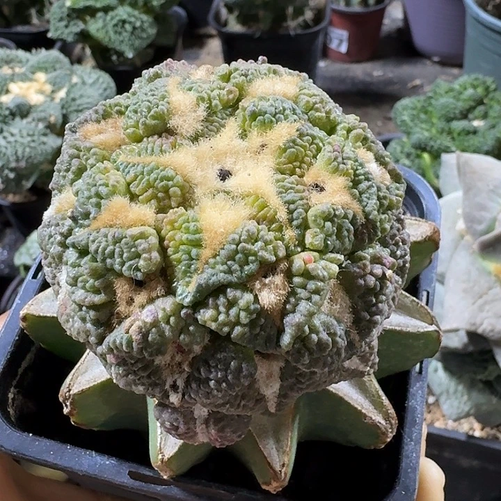 无花朵超大尤黑牡丹仙人球