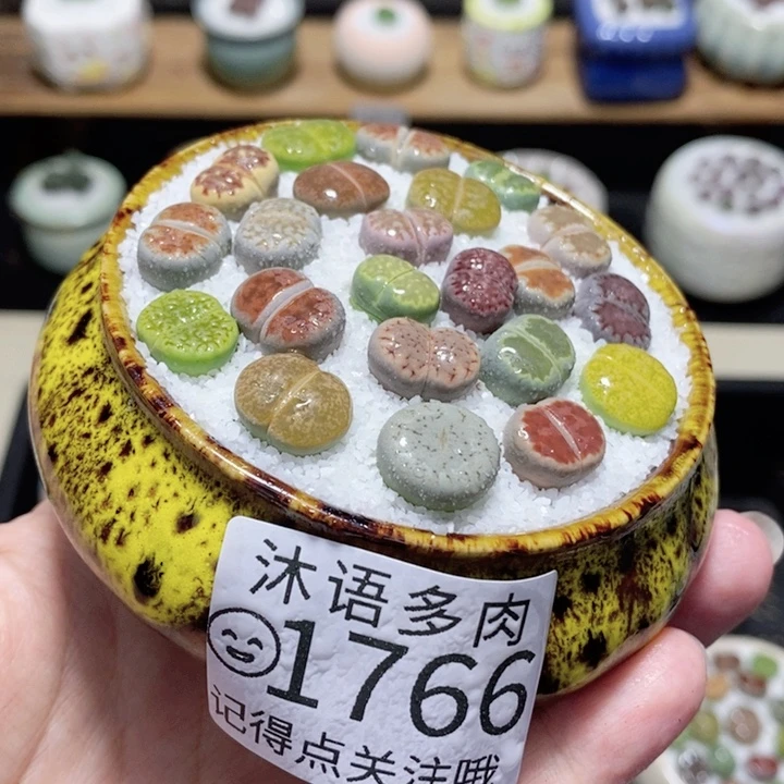精美盆栽 一物一拍 1766