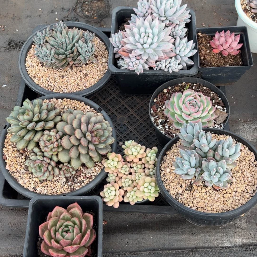 1102147 框拍特价8颗不售后