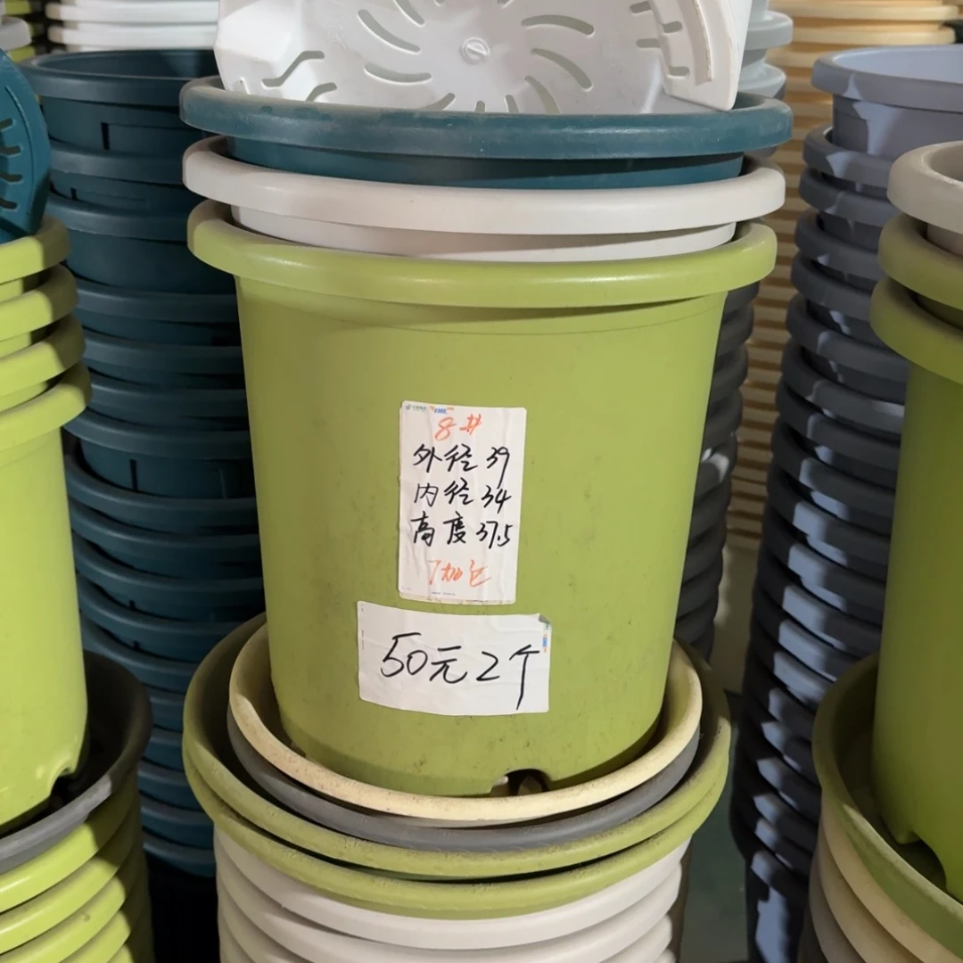 四季8#口径39无拖果绿5个