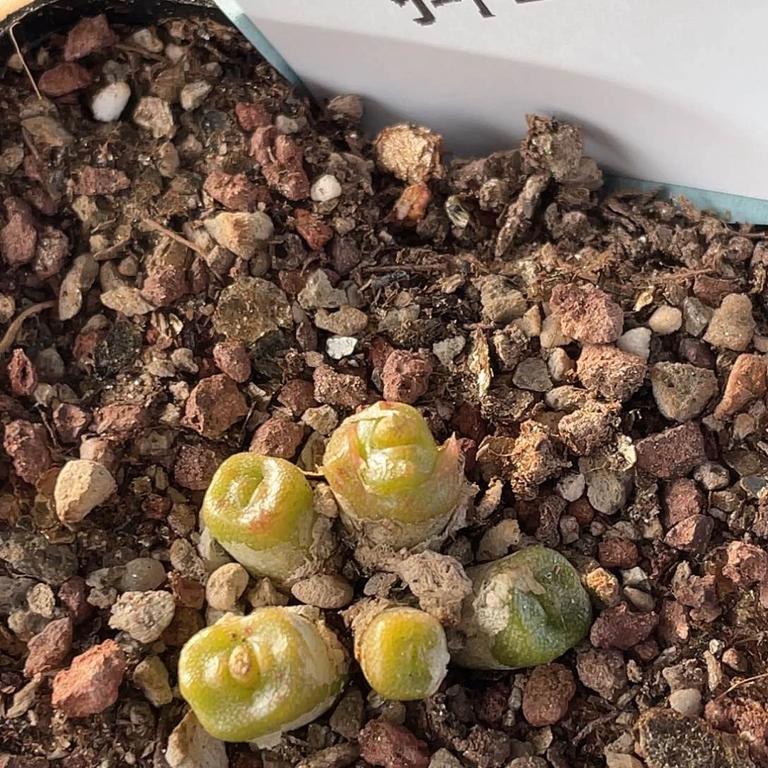 13-98方糖多肉植物