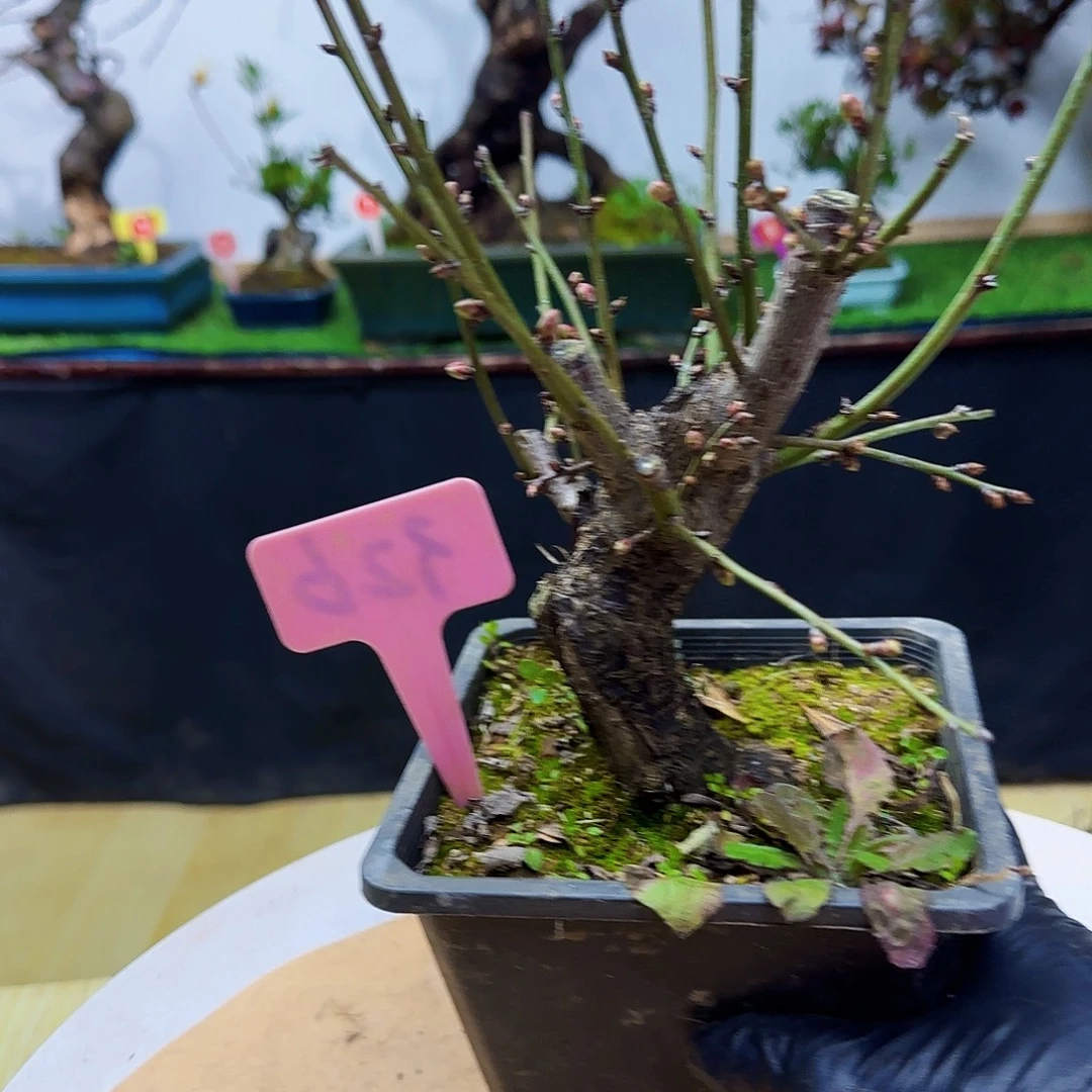 生***虎无花朵让发货架恐龙