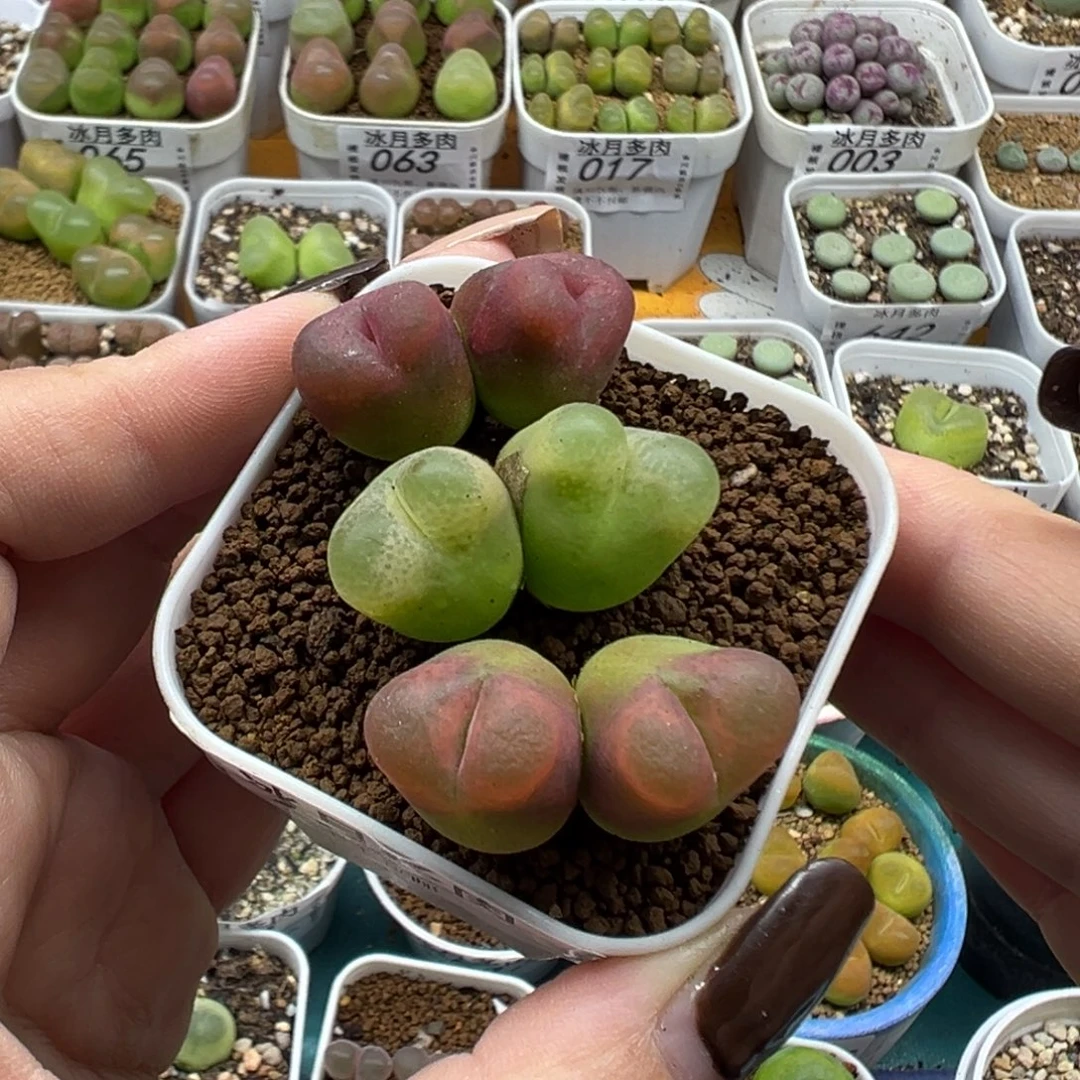 039双头毛汉尼裸根发货