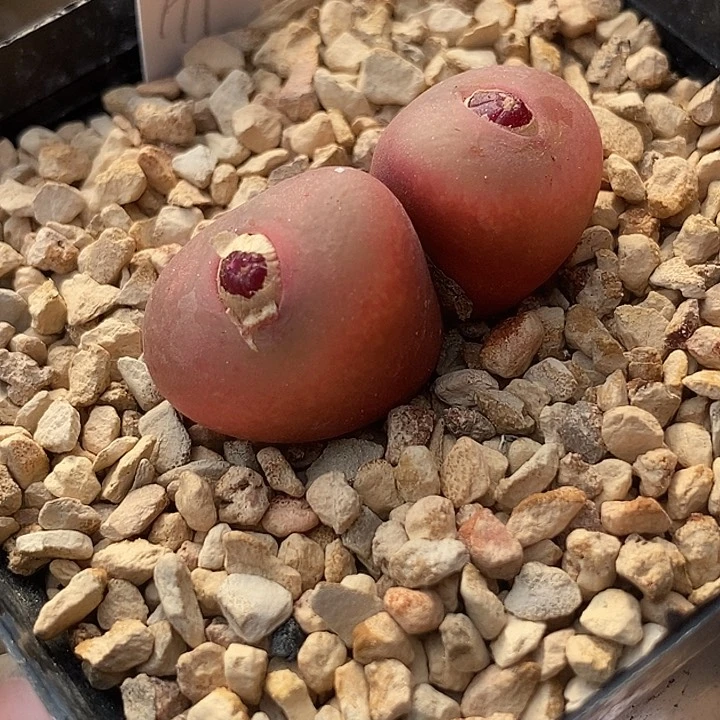 16577吕氏双头一颗