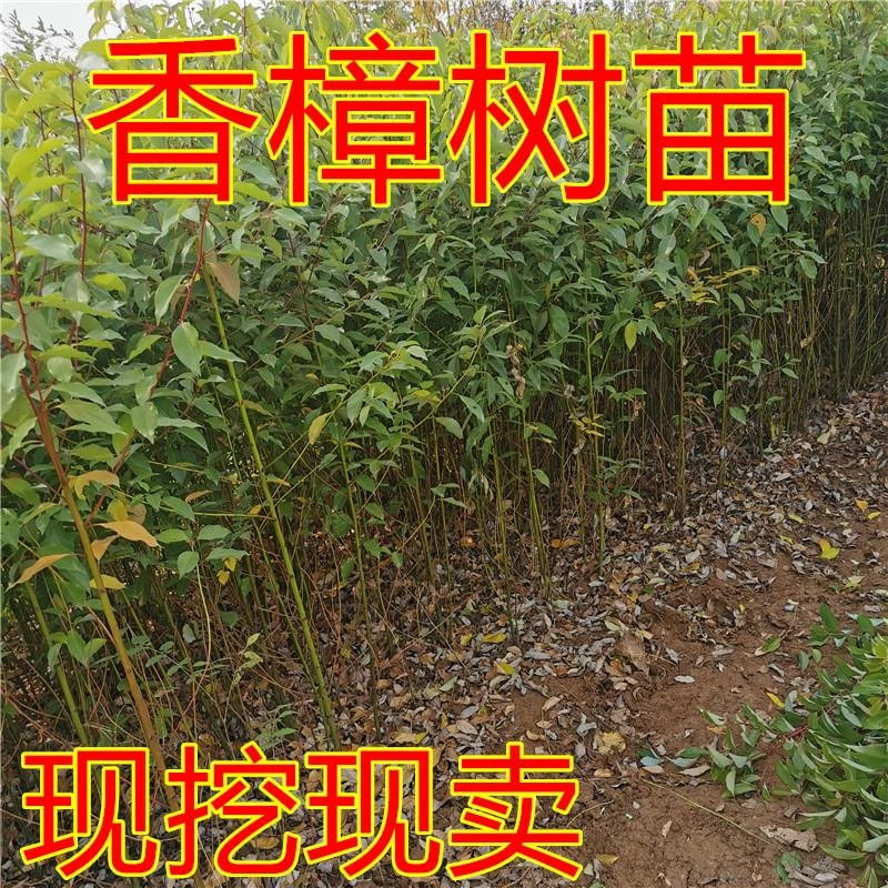 直销绿化苗木 香樟树苗/香樟苗 龙脑樟树苗 香樟小苗驱蚊树