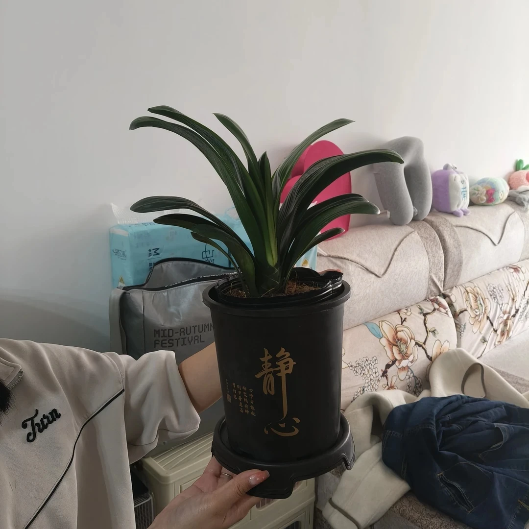 君子兰盆栽四季常青观叶绿植客厅办公室花卉好养