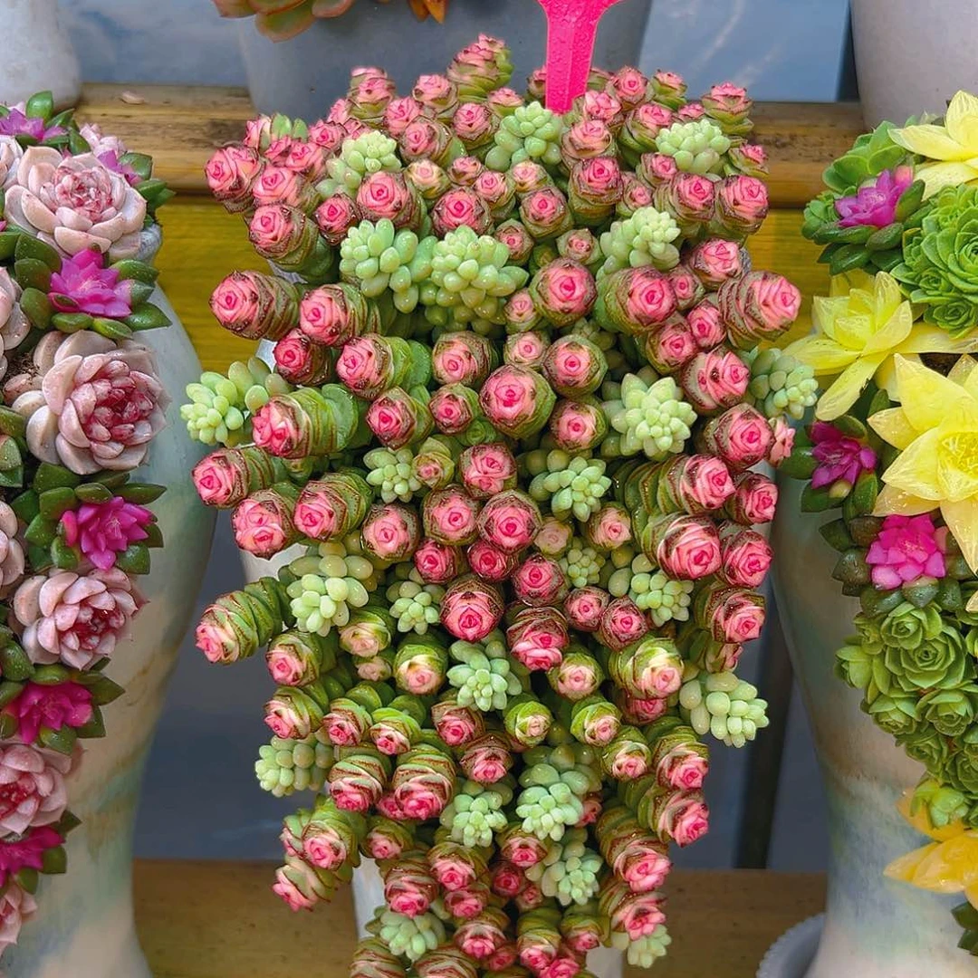 013钱朵朵多肉组合