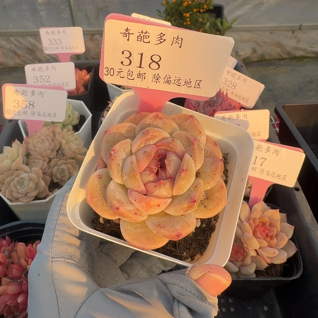 318 脱土 群生不包整 30元包邮非偏远