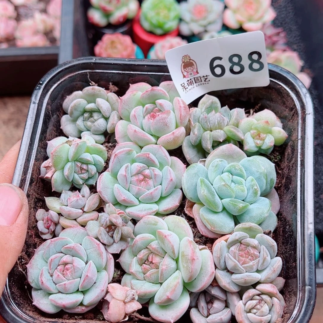 多肉植物多肉植物