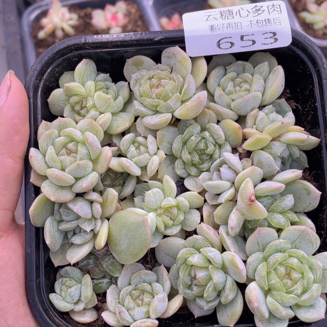 云糖心多肉植物653