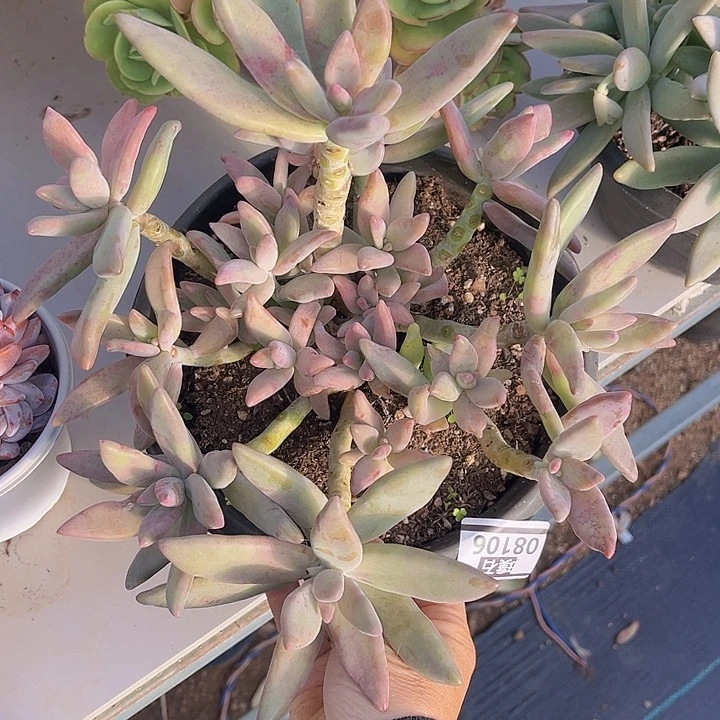 香蕉美人08106多肉植物