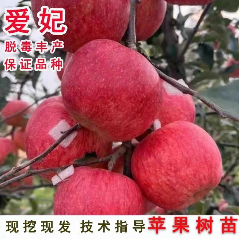 新西兰爱妃苹果苗盆栽庭院矮化脆甜多汁苹果树苗南方北方种植
