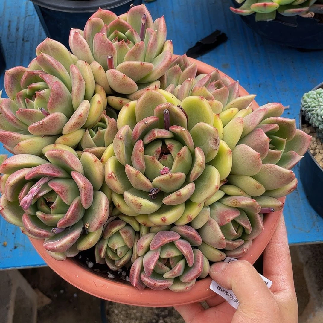 Y*D紫水晶0897多肉