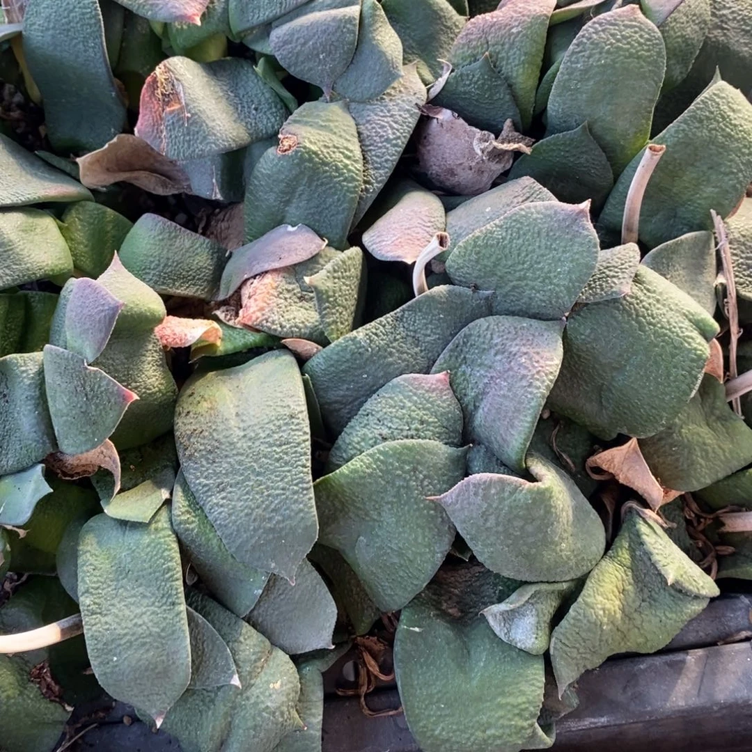 2504 一颗超大军配卧牛 铭品 圣诞福利