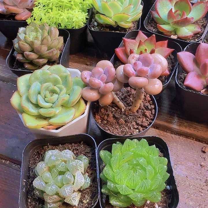 泡芙 琥珀玉露 桃蛋双头 樱水晶