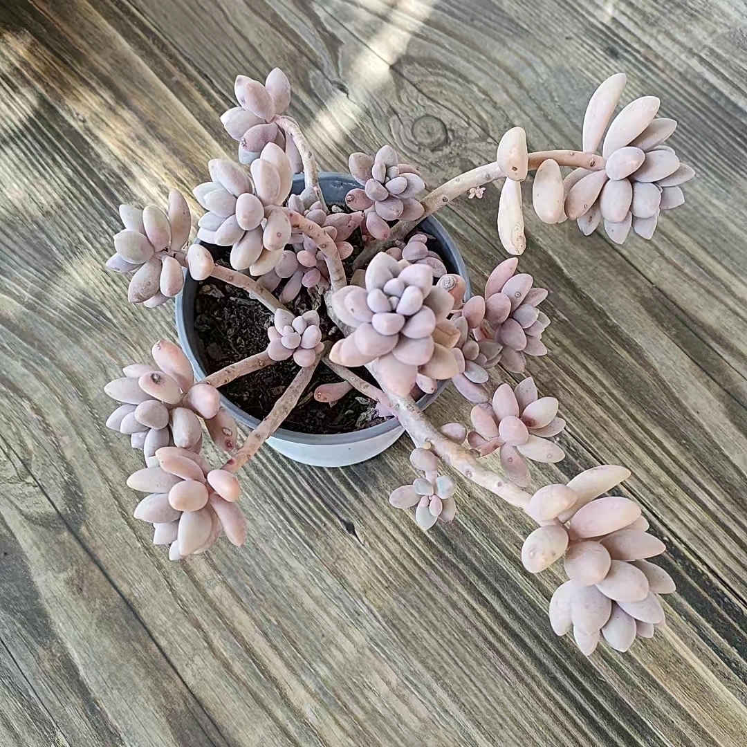 【艾桃多肉一颗 】阳台露台绿植栽种养护
