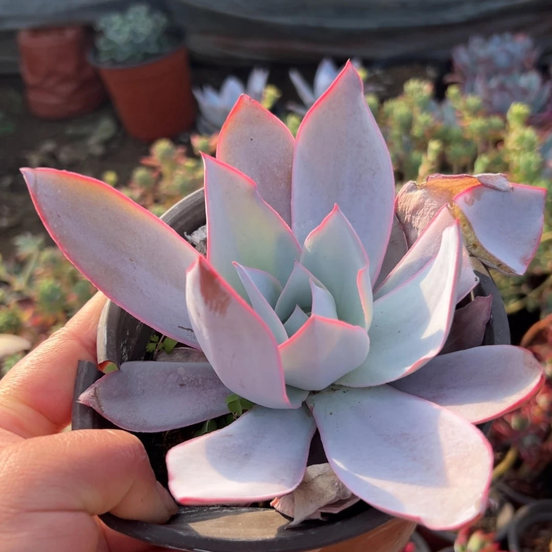 多肉植物多肉植物