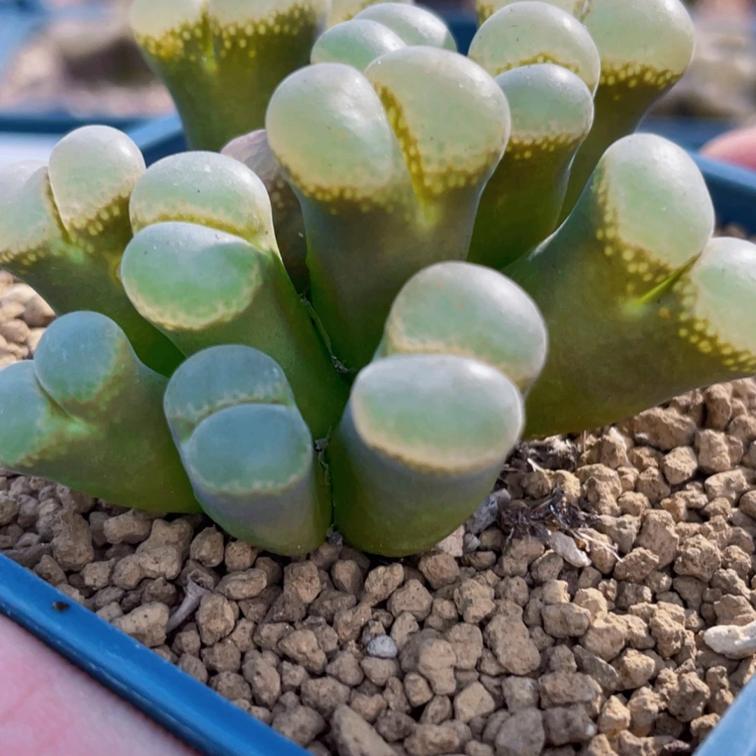 13头风铃植物一物一拍