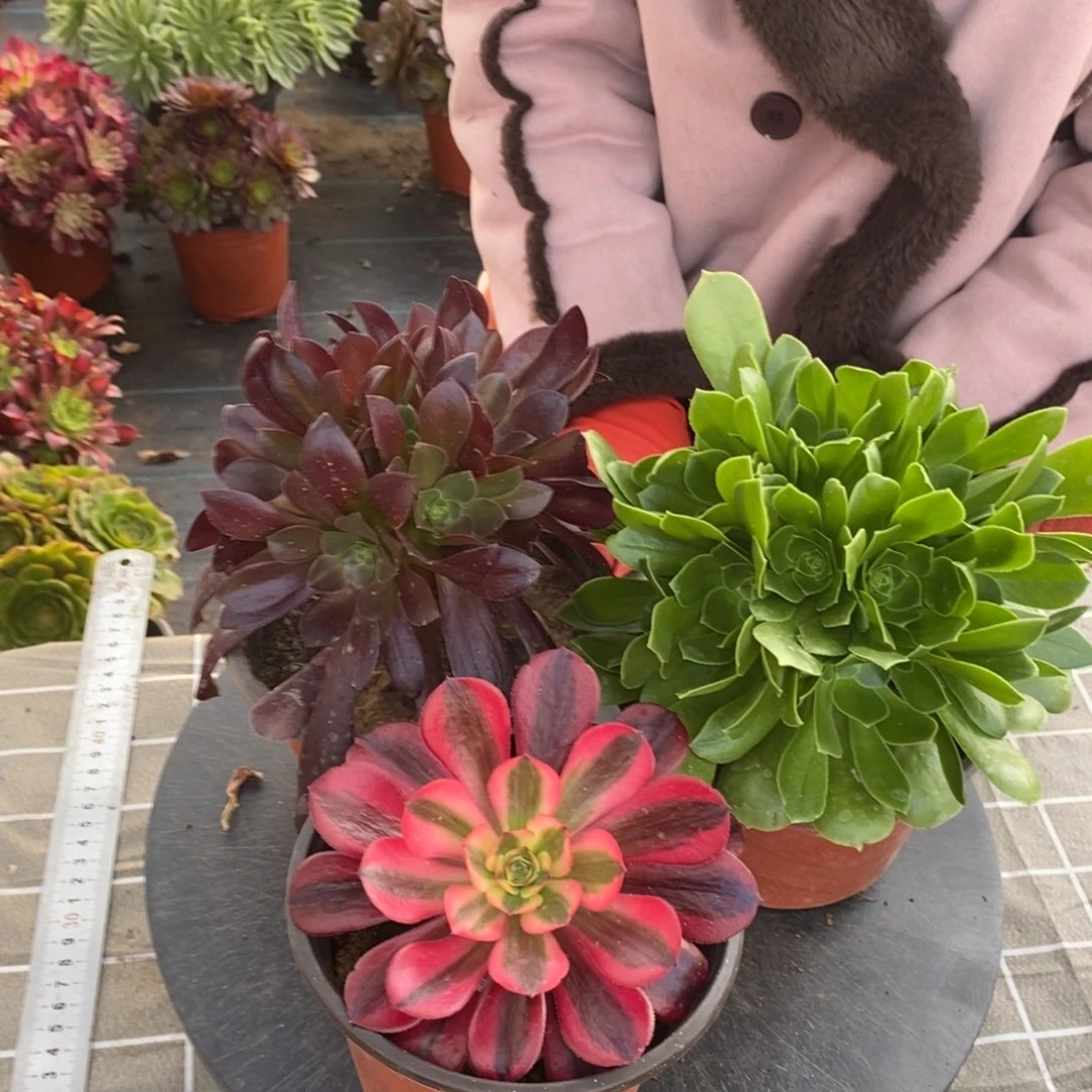 红陶三颗一组绿玫瑰，美杜莎，梅花